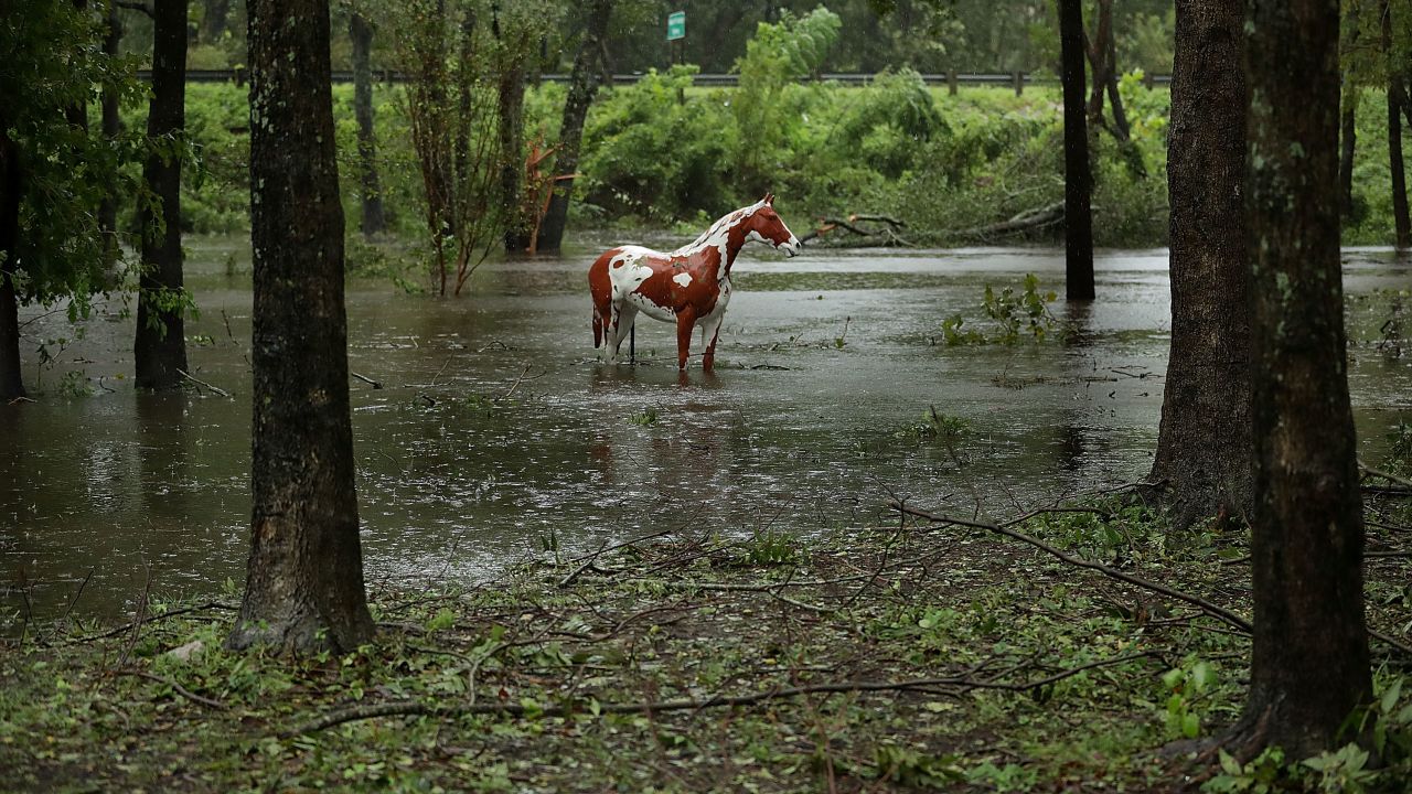 The statue of a horse stands in rising water at the Exchange Nature Park along the Neuse River September 15, 2018 in Kinston, North Carolina.