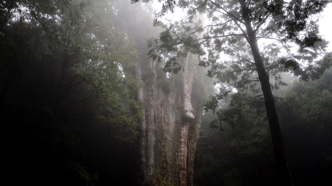 This 2,700-year-old Taiwan cypress tree is located at the end of the Shuishan trail and hiking route.