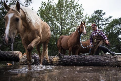 John Hendren leads horses to safety after the US Coast Guard helped cut up a fallen tree that had trapped the animals in a flooded field in Lumberton, North Carolina.