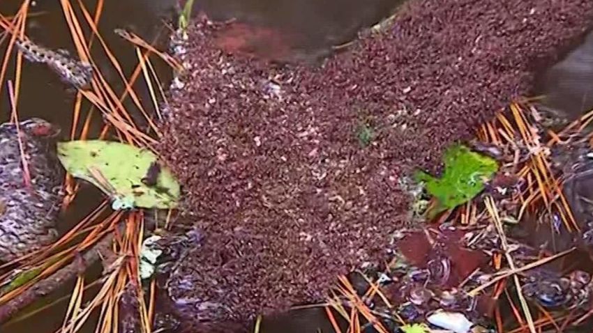 storm forces ants to form own island moos erin pkg vpx_00000325.jpg