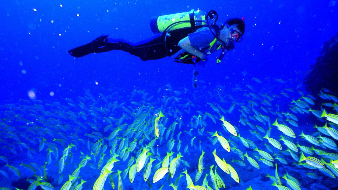 Kenya's marnine parks are a safe haven for aquatic life.