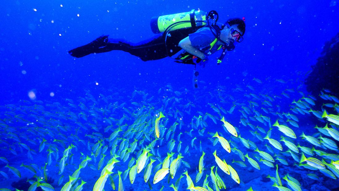 <strong>Scuba or snorkel the Indian Ocean:</strong> Home to whales, dolphins and more than 250 species of tropical fish, Kisite-Mpunguti Marine National Park is a sea life haven and perfect for snorkeling. 