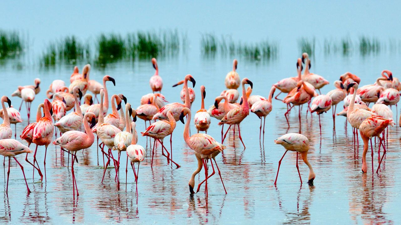 Flocks of up to two million flamingos frequent Lake Nakuru.