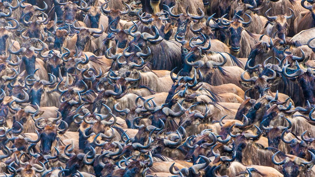 <strong>Watch the Great Migration in Maasai Mara</strong>: Every year, between July and October, wildebeest, antelope, zebra and their predators stampede through Masai Mara National Reserve.