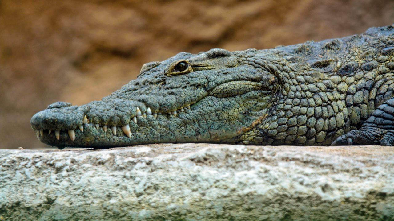 <strong>Commune with crocodiles in Lake Turkana:</strong> Central Island National Park in Lake Turkana is home to the world's largest colony of Nile crocodiles.
