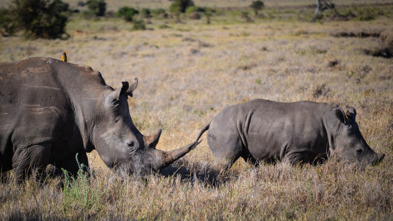 Rhino poaching is virtually eliminated in Kenya. 