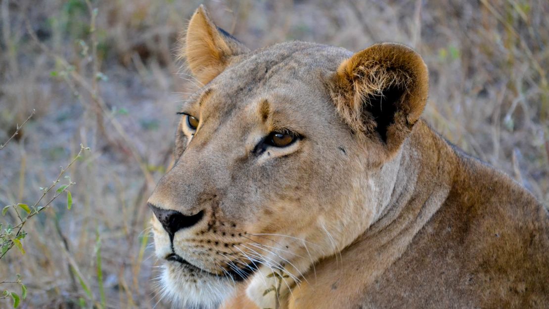 One of Elsa's successors at the Meru National Park.