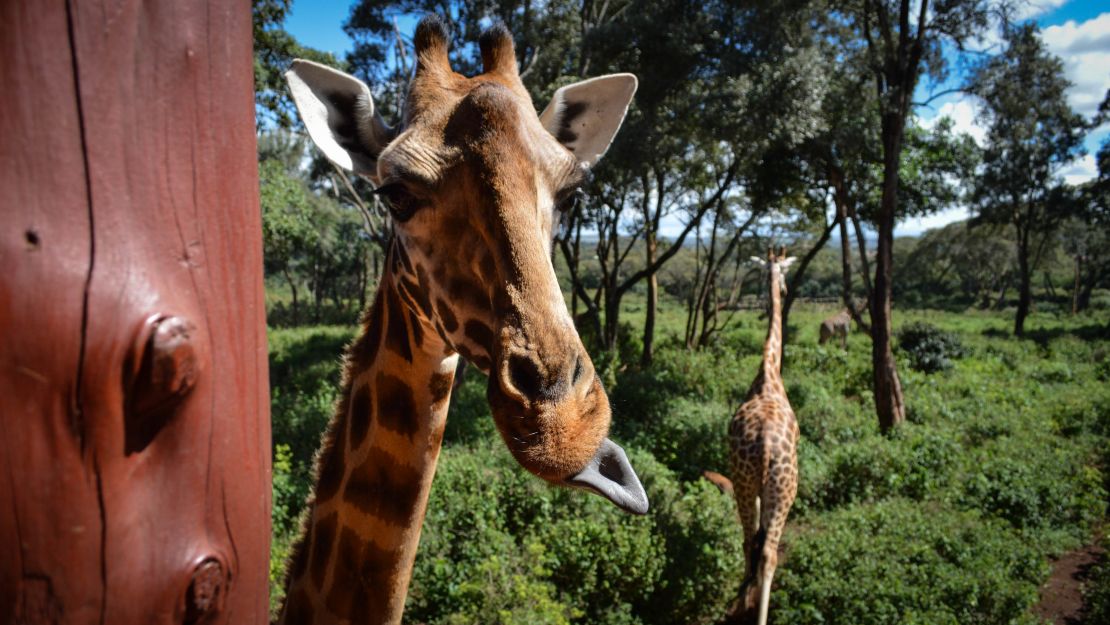 Being licked by a giraffe is part of the adventure. 