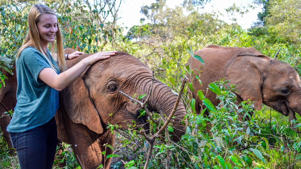 Tiny tusks: The David Sheldrick Wildlife Trust looks after baby elephants. 