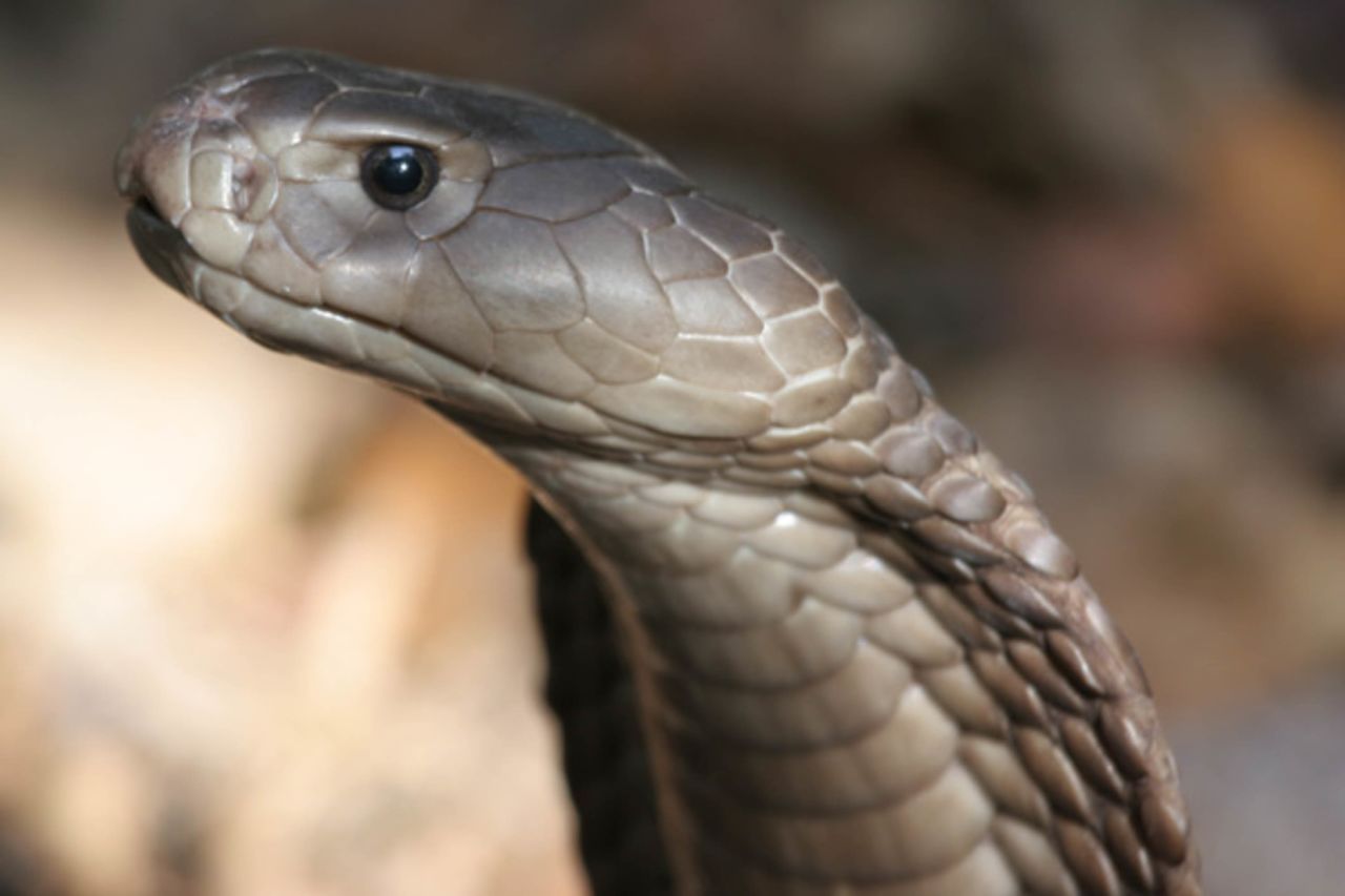 <strong>Get over your fear of snakes (or not)</strong>: The Bio-Ken Snake Farm near Watamu allows you to get  close to Kenya's most dangerous snakes, including the black mamba, spitting cobra -- pictured here -- and puff adder. 