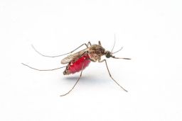 Microplastics were found to remain in the bodies of mosquitoes throughout their lifecycles