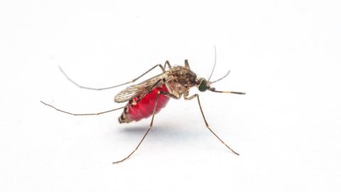 Microplastics were found to remain in the bodies of mosquitoes throughout their lifecycles