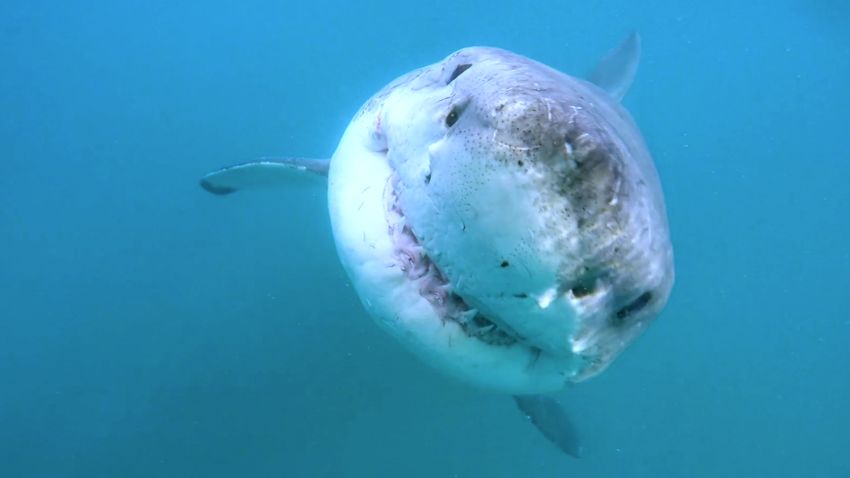 Great white shark lair found in Pacific Ocean | CNN
