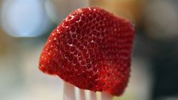 This photo illustration shows a strawberry on a fork at a restaurant in Sydney on September 19, 2018. - The tainting of supermarket strawberries with sewing needles is comparable to "terrorism", Australia's prime minister said, as he demanded tougher sentencing in response to a nationwide scare. (Photo by Saeed KHAN / AFP)        (Photo credit should read SAEED KHAN/AFP/Getty Images)