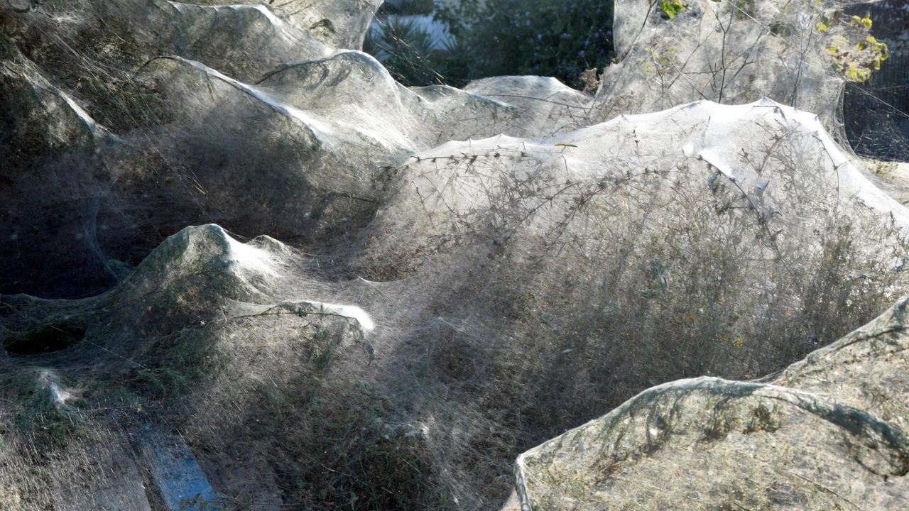 02 spiders cover greek town