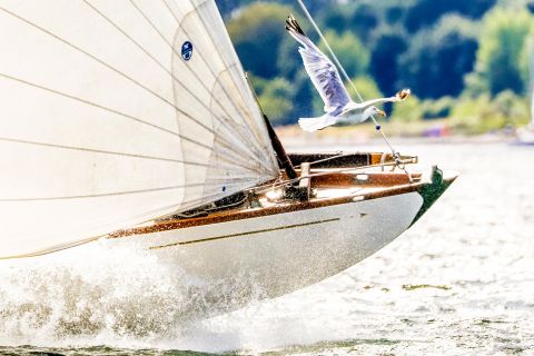 Christian Beeck captured the race between a boat and a seagull during the German Classics regatta in Kiel-Friedrichsort.