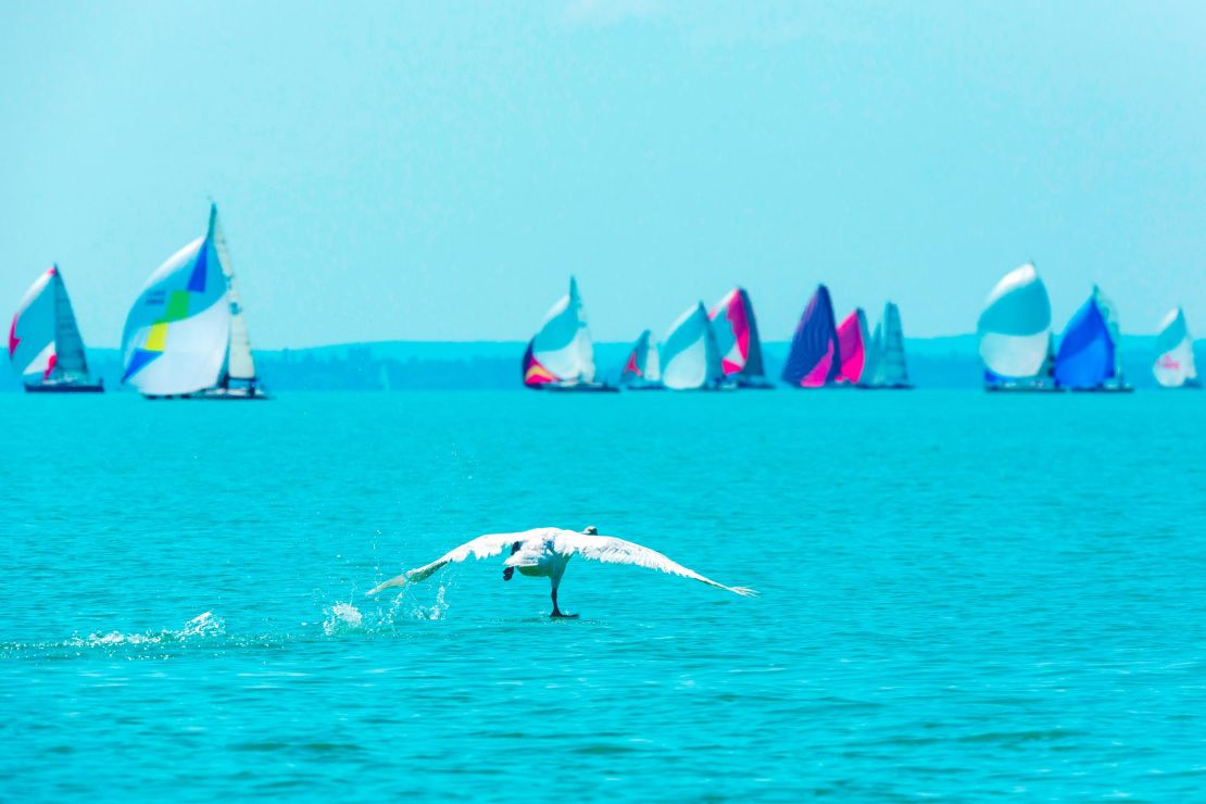 Andras Kollmann focuses on the bird rather than the boats during the Kékszalag Regatta in Hungary.
