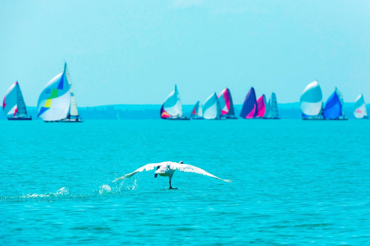 Andras Kollmann captured a bird running across flat water towards sailing boats competing in the Kékszalag regatta on Lake Balaton, Hungary. "Birds and sailors operate in the same way," says Kollman. "They both trim lightweight streamlined structures to create lift."