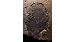 O fóssil de formato oval estava tão bem preservado que os cientistas conseguiram extrair moléculas de gordura.