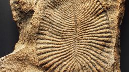 UNSPECIFIED - CIRCA 2003:  Dickinsonia costata fossil, Ediacaran biota, Precambrian Period. (Photo by DeAgostini/Getty Images)