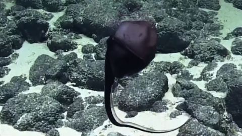 EEL