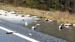 dead fish on roadway NC flood
