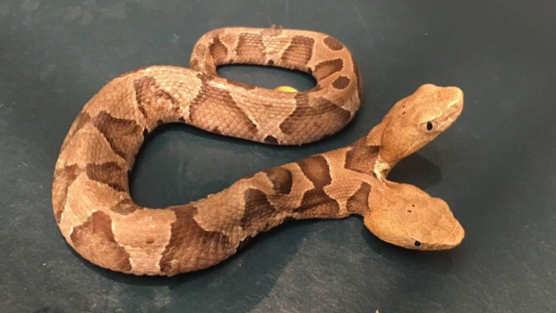 two headed copperhead snake