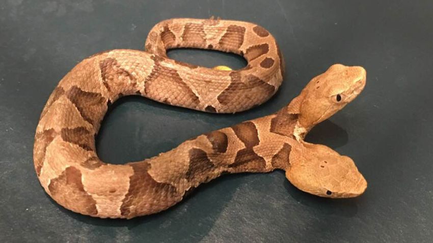 two headed copperhead snake