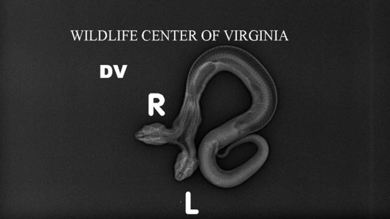 Wildlife Center of Virginia released this raidograph of the baby copperhead.