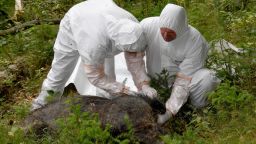26 June 2018, Germany, Wahlstedt: Vets of a salvage team wearing protective suits inspect a dead boar, which was killed for the purpose of this exercise. Responsible authorities and organizations practice the course of action during an outbreak of the African Swine Fever 
