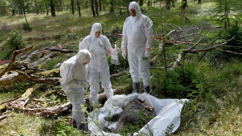 Veterinarians inspect a dead boar during an African swine fever outbreak exercise in Germany in June. 