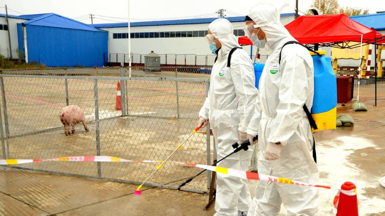 Medical staff participate in an exercise to prevent African swine fever.