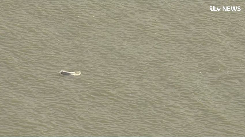 beluga whale river thames