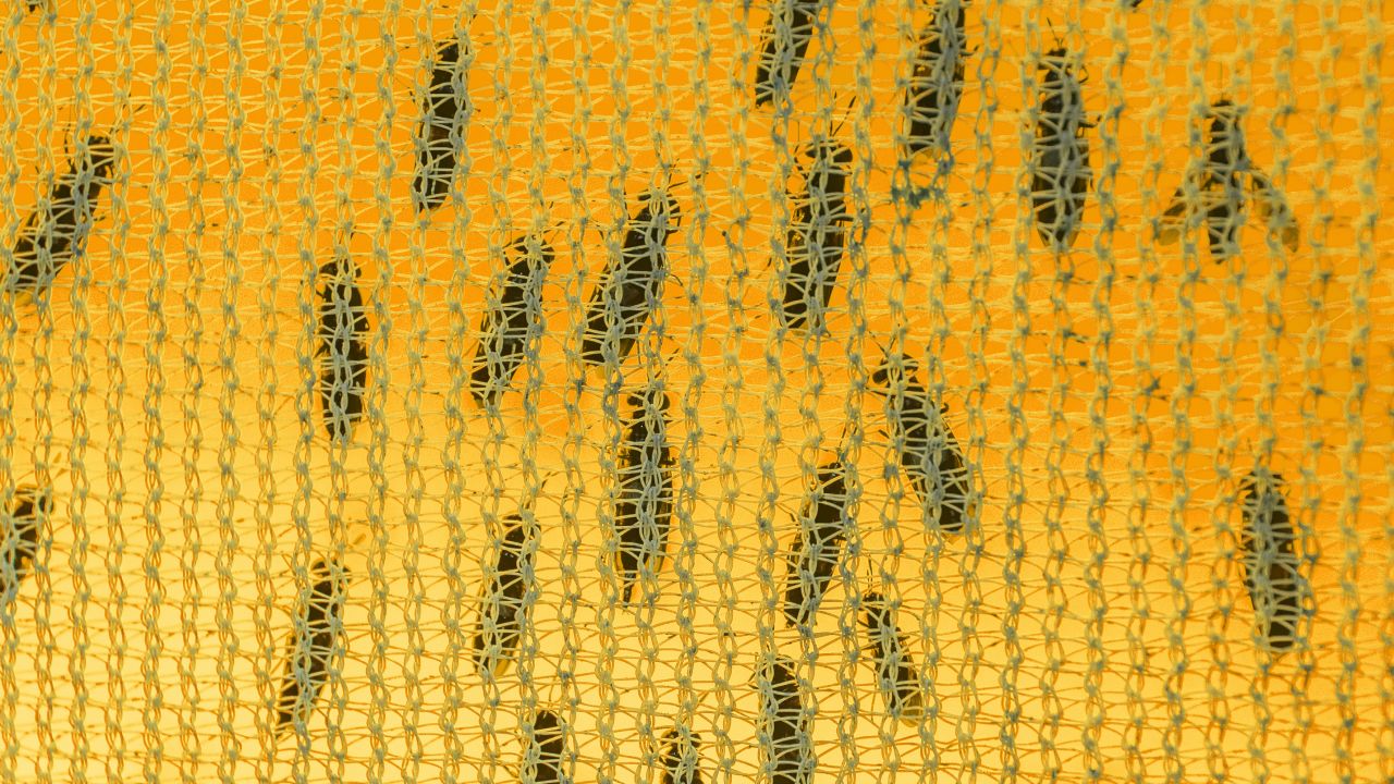 biz agriprotein
