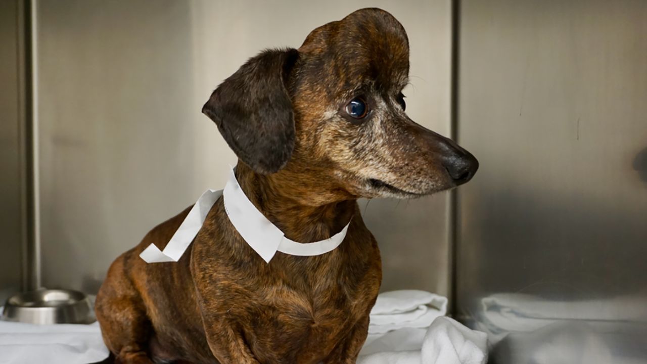 Patches had a massive tumor on her skull before doctors operated.