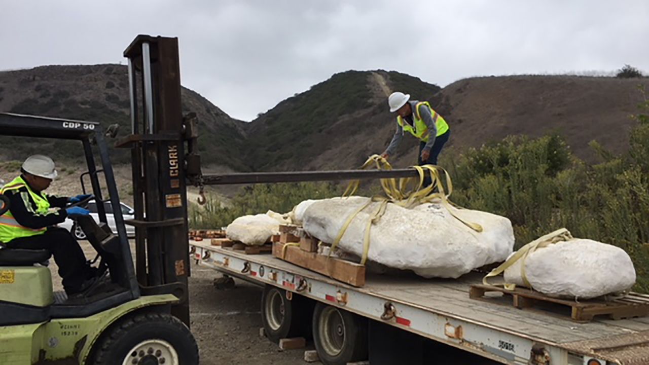 The bones found at a landfill construction site in San Juan Capistrano, California, were transported to a lab for further study on Tuesday. 