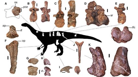 This figure shows some of the preserved elements of the newly discovered dinosaur.
