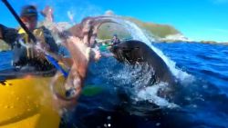 A screengrab from a video posted by Instagrammer Taiyo Masuda shows a seal slapping his friend, Kyle Mulinder, in the face with an octopus.