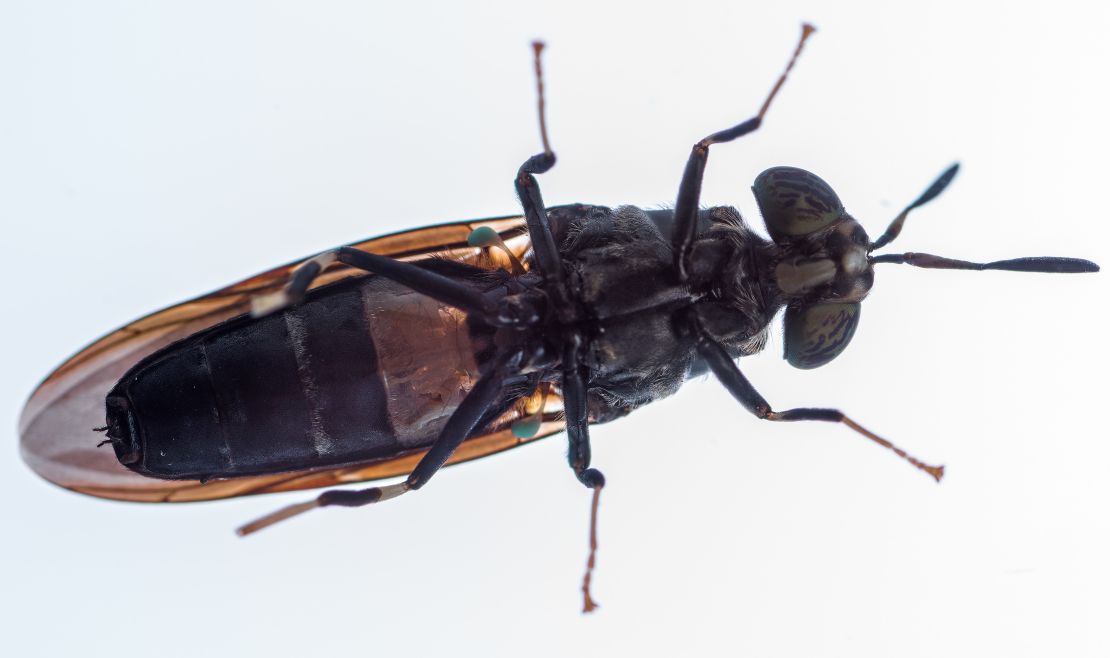 The black soldier fly, which is bred at AgriProtein's factories.