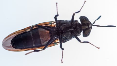 The black soldier fly, which is bred at AgriProtein's factories.