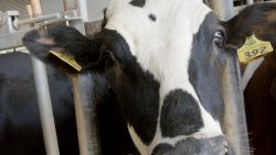 A cow on Dean Strauss' dairy farm in Sheboygan Falls, Wisconsin.