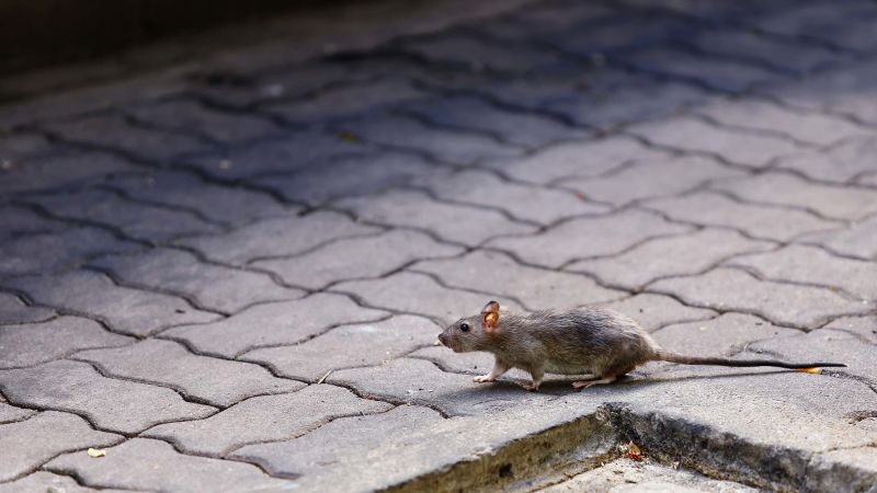 Five Diseases Spread By Rat Look Like Cold Cough Never Ignore Them