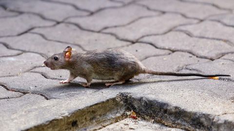 A case of rat hepatitis E was discovered in a human for the first time.