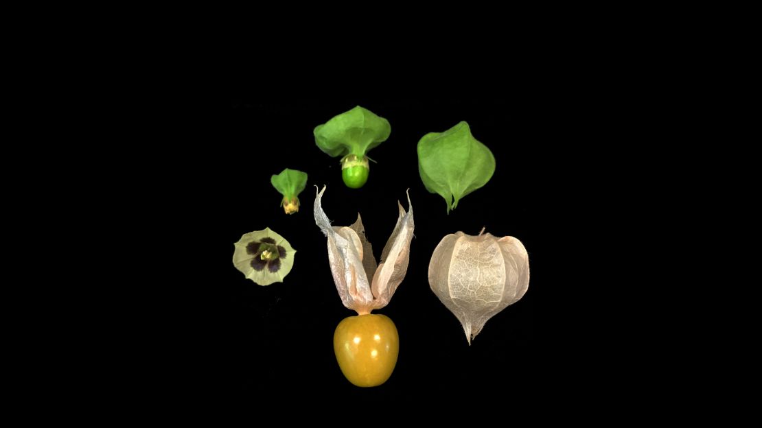 Scientists used an approach that combines genomics and genetics to improve the groundcherry's flower productivity, plant shape and fruit size. 