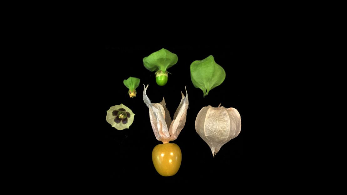 Scientists used an approach that combines genomics and genetics to improve the groundcherry's flower productivity, plant shape and fruit size.