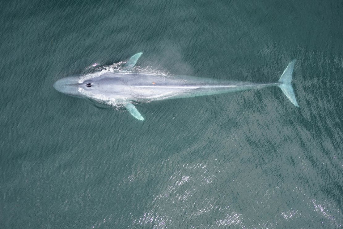 Drone shot from a whale-tagging expedition in Monterey Bay, California (research conducted under NMFS permit).