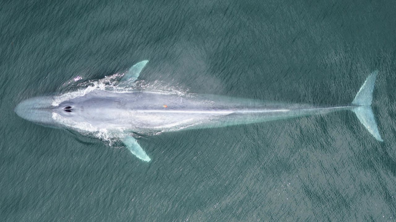 Drone shot from a whale-tagging expedition in Monterey Bay, California (research conducted under NMFS permit).
