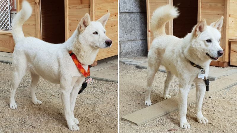 how do korean jindo hunt