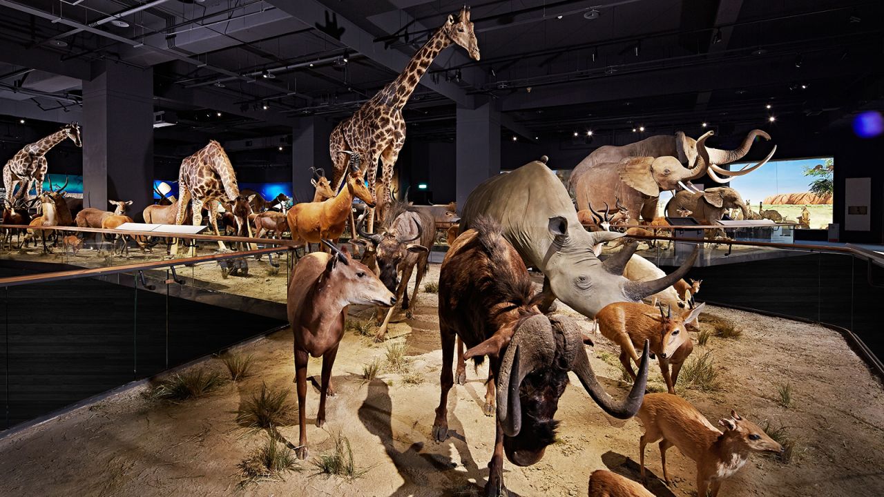 <strong>Natural History and Fossils Hall: </strong>The Natural History section displays taxidermy of animals from five continents. 