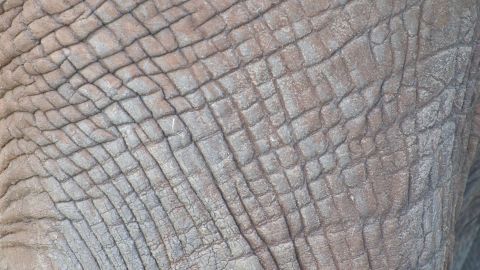 A closer look at the patterns in elephant skin.